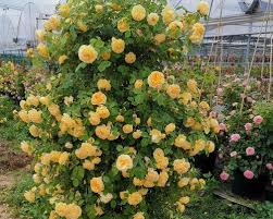 Escalando Videira Sementes de Flores de Rosa - Lemon Express