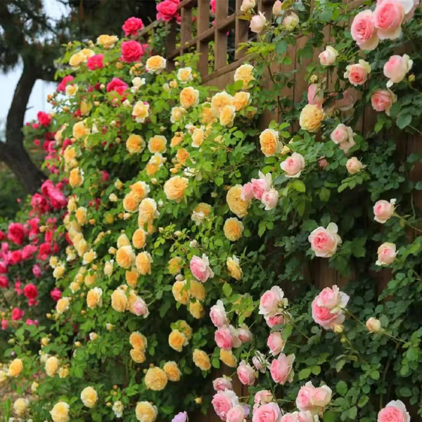 Escalando Videira Sementes de Flores de Rosa - Lemon Express