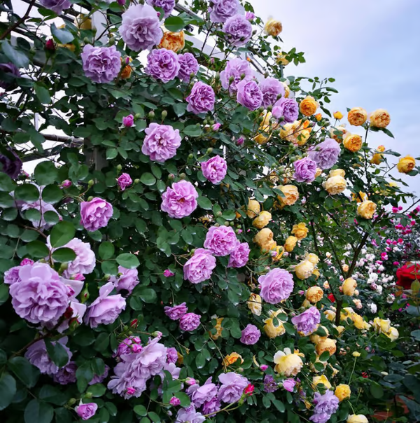 Escalando Videira Sementes de Flores de Rosa - Lemon Express