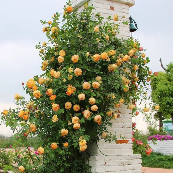 Escalando Videira Sementes de Flores de Rosa - Lemon Express
