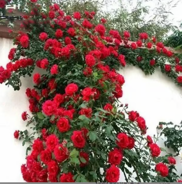Escalando Videira Sementes de Flores de Rosa - Lemon Express