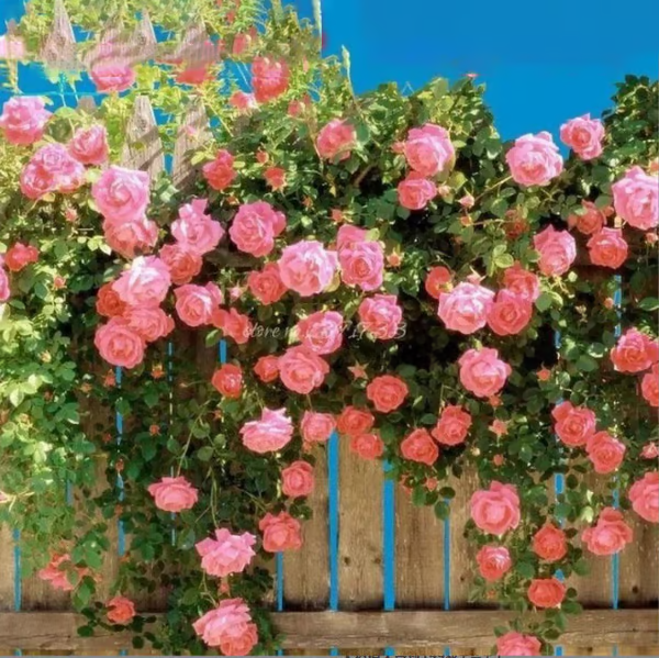 Escalando Videira Sementes de Flores de Rosa - Lemon Express